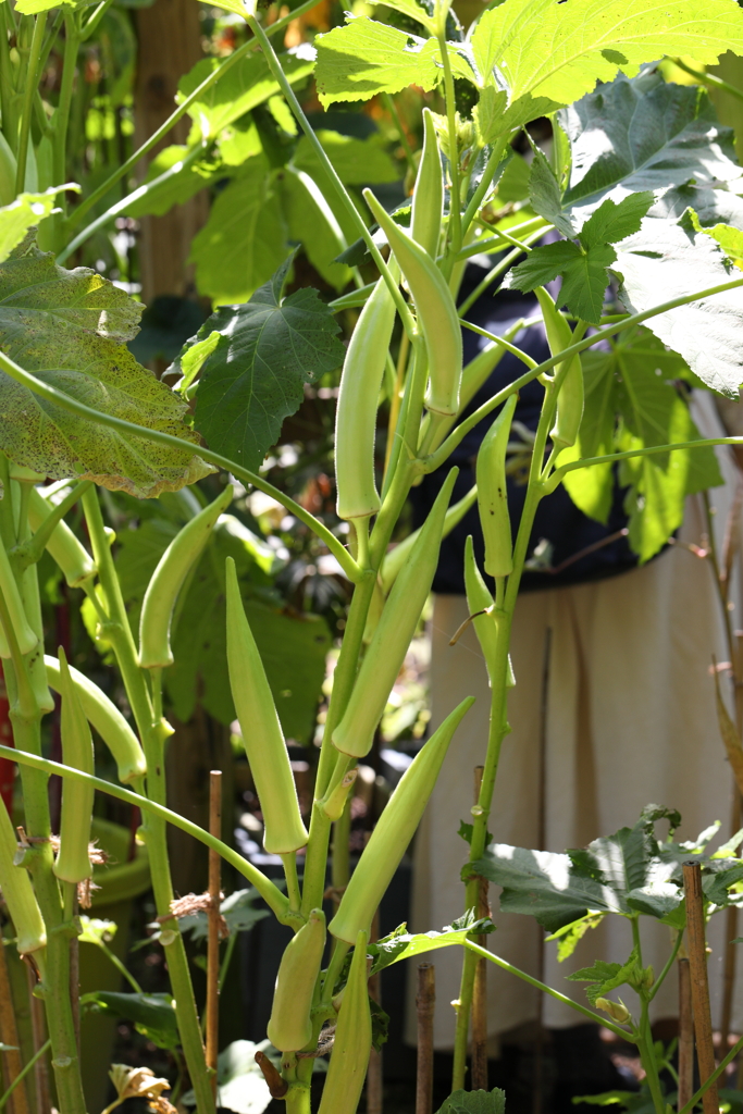 9月21日 布引ハーブ園 18