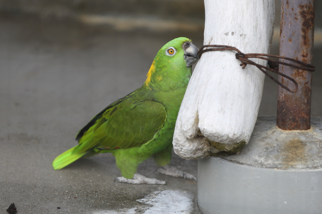 6月16日 王子動物園 41