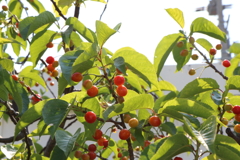 4月29日 散歩 １