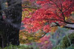 11月28日 相楽園 30