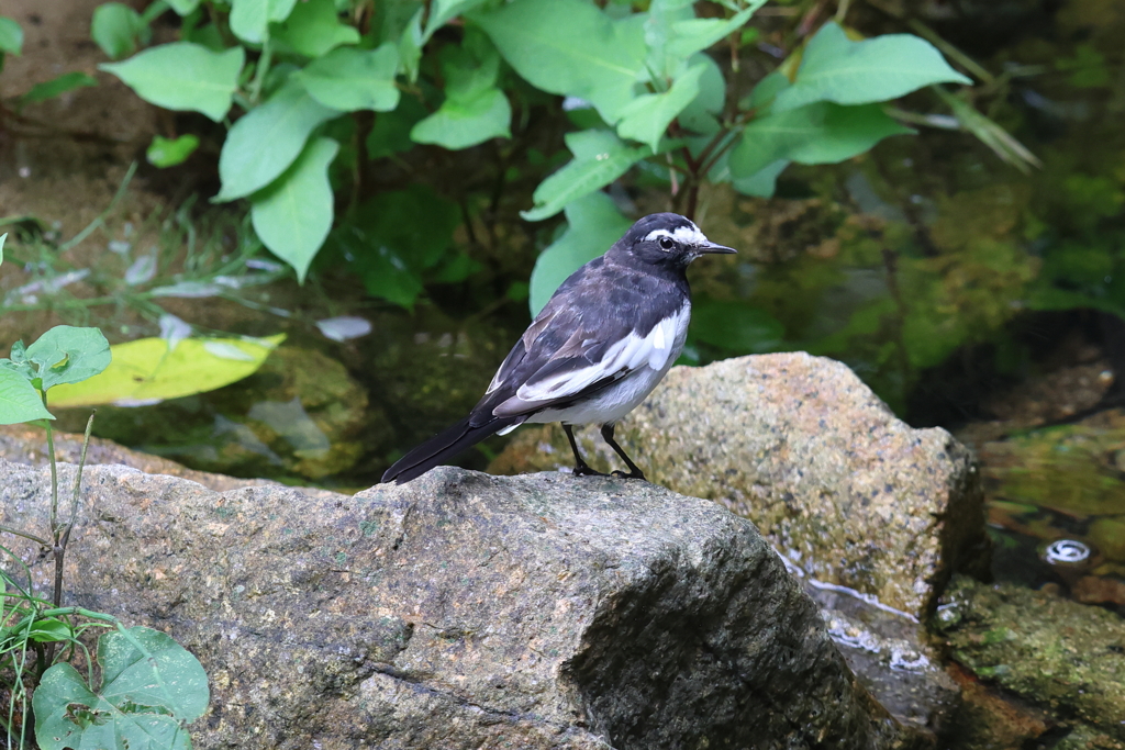 7月2日 夙川河川敷緑地 11