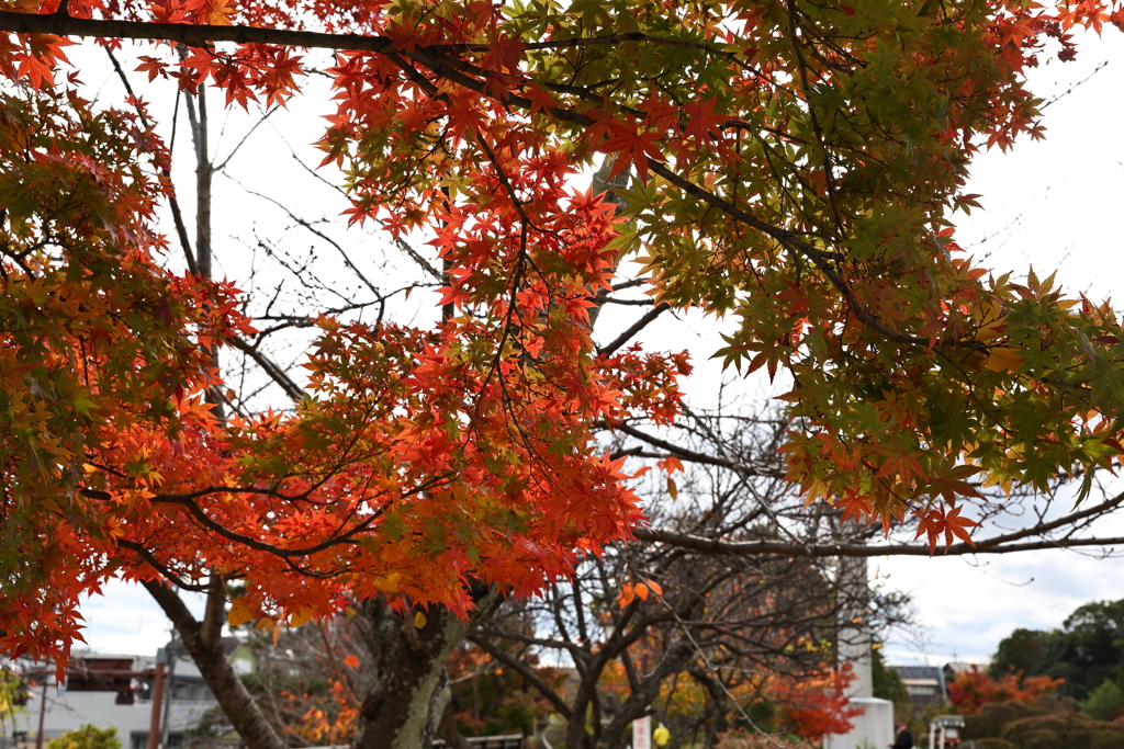 11月23日 京都 ４