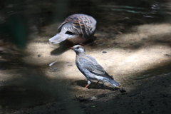 9月10日 明石公園 ５