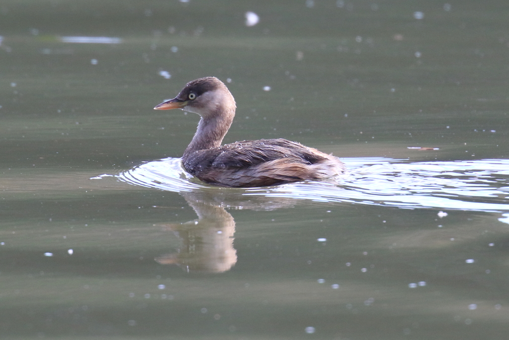 12月25日 明石公園 ３