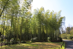 3月19日 万博記念公園 21