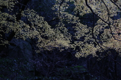 12月2日布引の滝 4 12月2日布引の滝 4