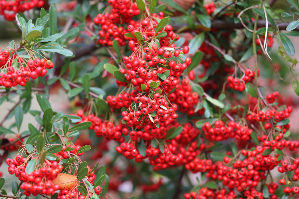 11月17日 明石公園 21