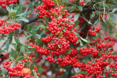 11月17日 明石公園 21