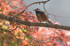 11月21日 明石公園 23