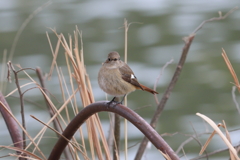 2月26日 明石公園 ７