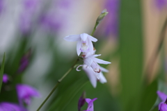 4月25日 散歩 35