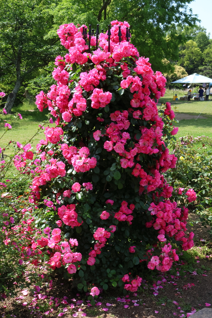5月21日 明石公園 ７