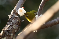2月20日 須磨離宮公園 34