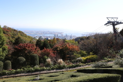 11月14日 布引ハーブ園 ３