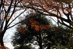 12月15日 布引ハーブ園 19