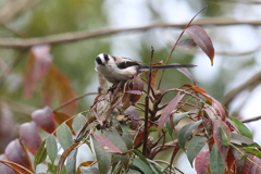 10月31日 明石公園 14