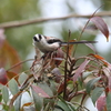 10月31日 明石公園 14