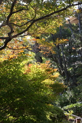 10月31日 相楽園 ５