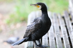 4月30日 明石公園 ４