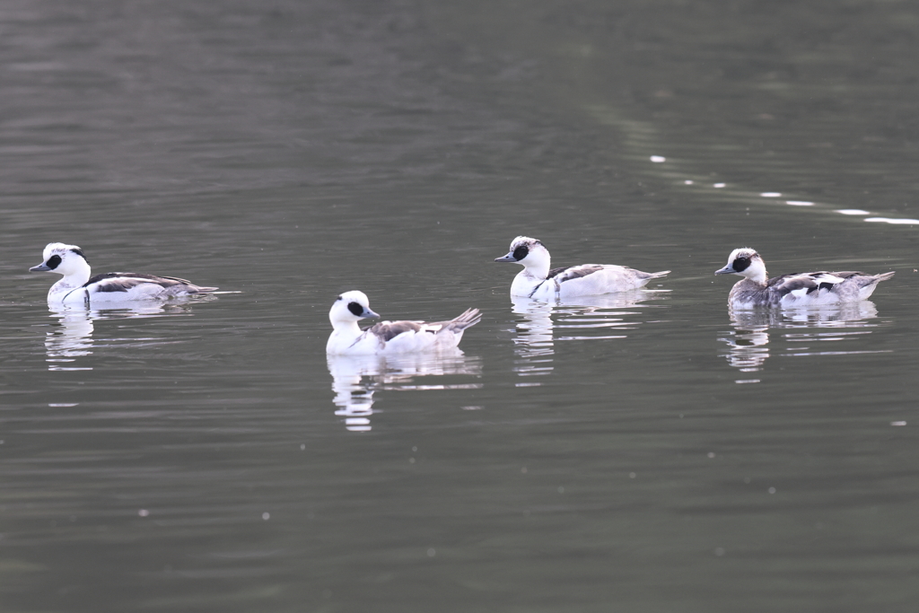12月31日 明石公園 13