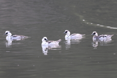 12月31日 明石公園 13