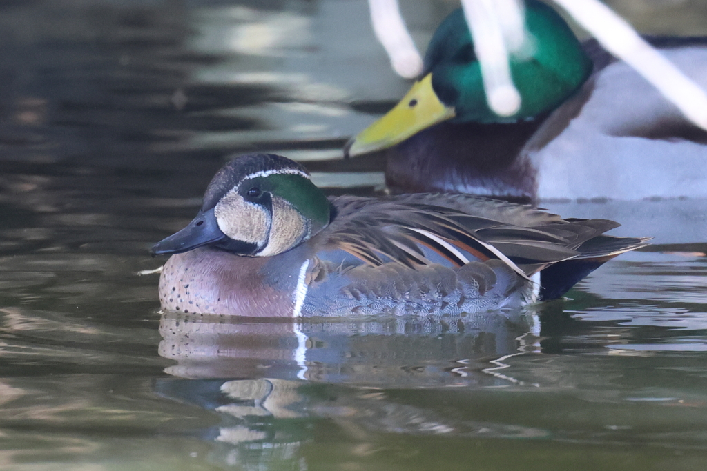 1月14日 明石公園 24