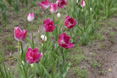 4月18日 万博記念公園 25