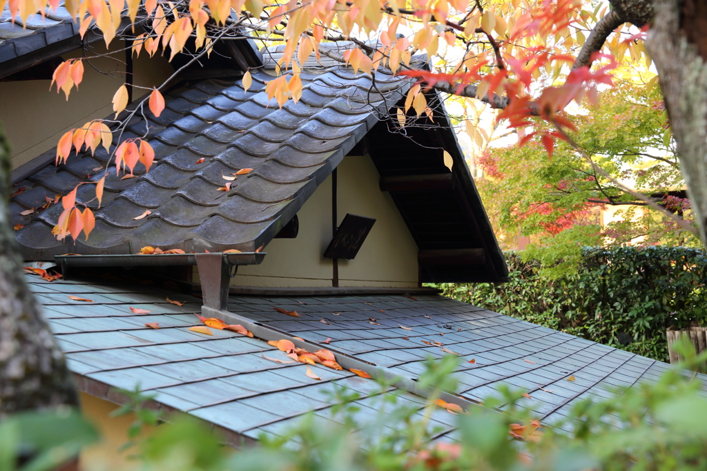 11月16日 相楽園 49