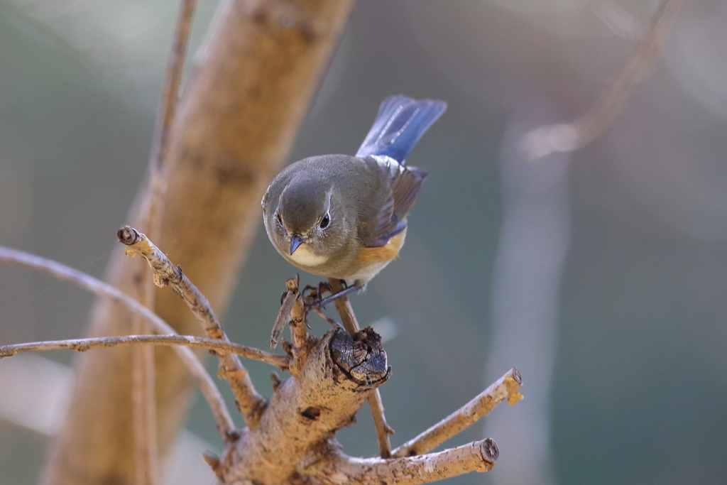 12月5日 明石公園 15