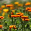 5月5日 布引ハーブ園 39
