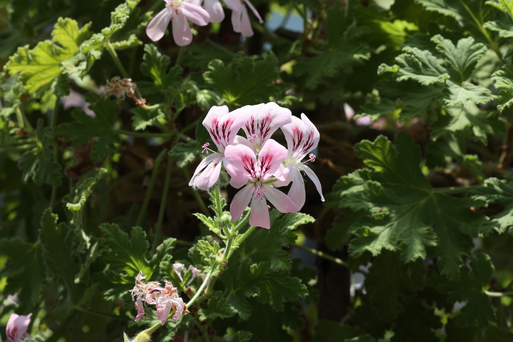 6月9日 布引ハーブ園 46