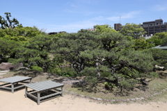 5月23日 相楽園 13