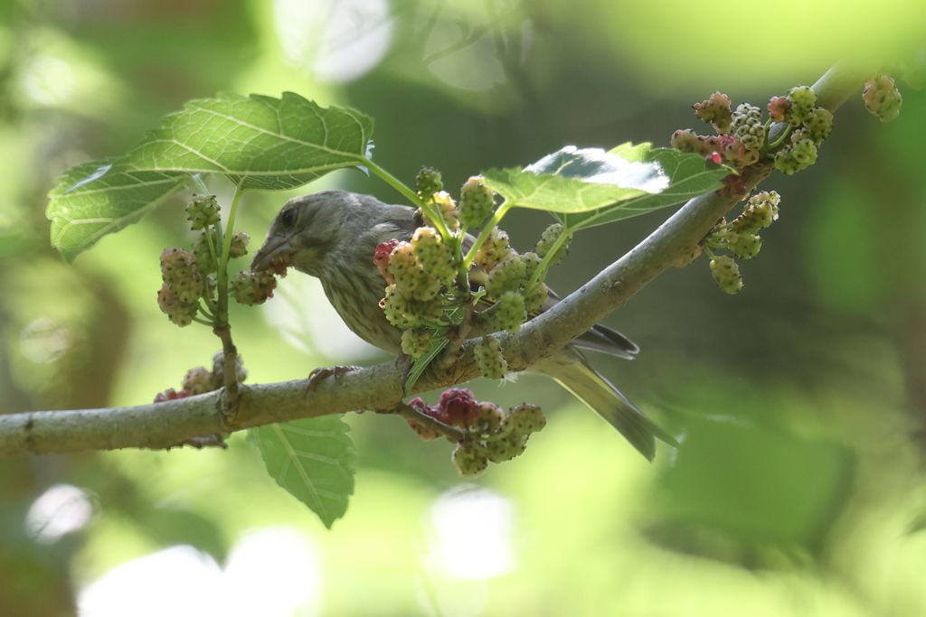 5月23日 明石公園 ７