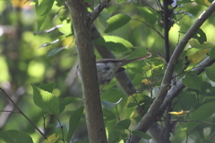 7月22日 布引の滝 １