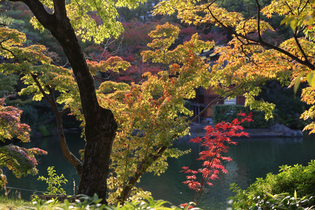 11月16日 相楽園 39