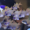 8月11日 京都水族館 20