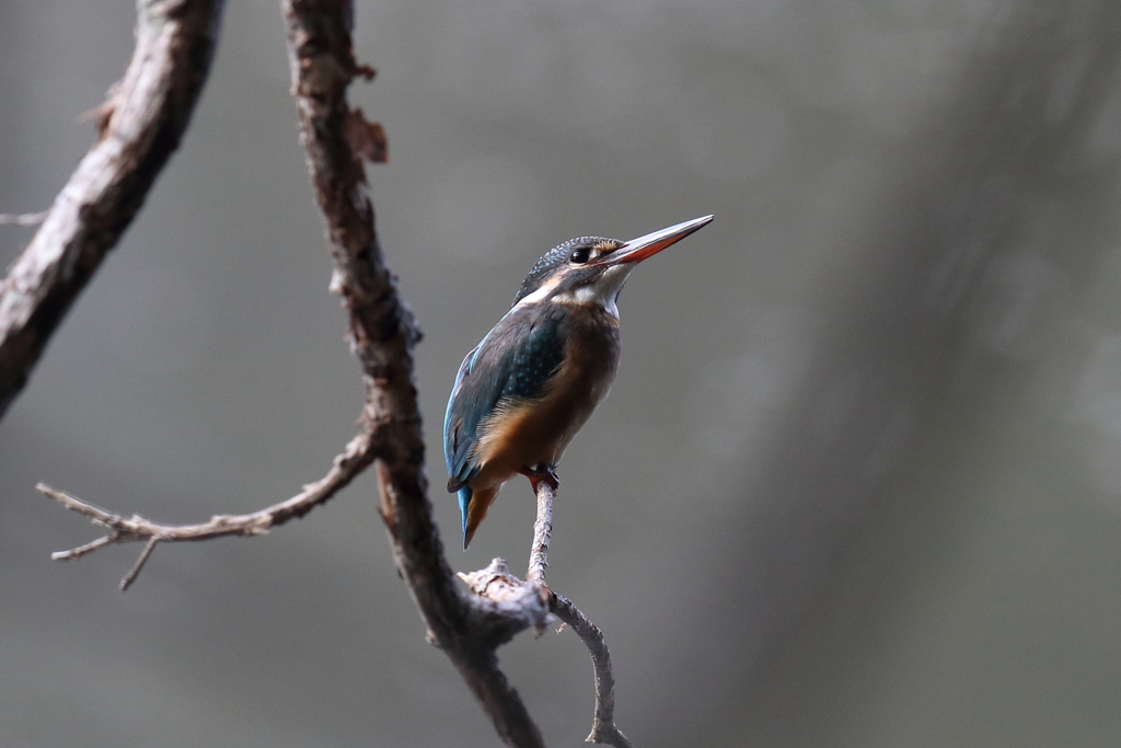 10月30日 明石公園 ６
