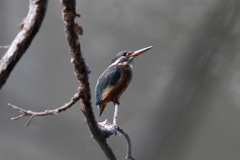 10月30日 明石公園 ６