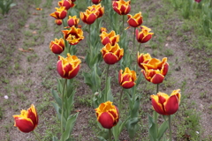 4月18日 万博記念公園 24