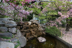 4月3日 岡本南公園 19