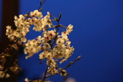 4月7日 夙川 18