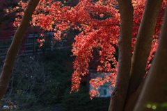 12月6日 須磨離宮公園 17