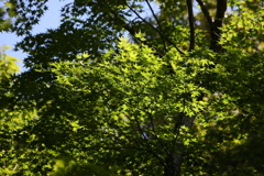 5月23日 相楽園 32
