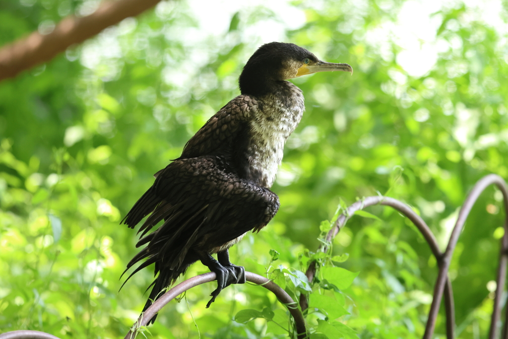 5月21日 明石公園 15