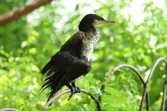 5月21日 明石公園 15