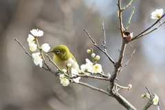 2月20日 須磨離宮公園 ９