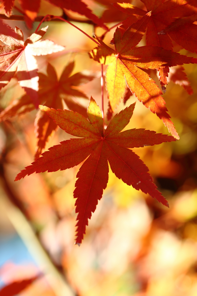 11月24日 相楽園 36