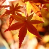 11月24日 相楽園 36