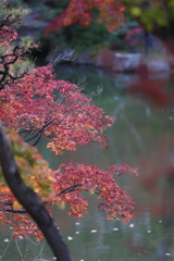 11月28日 相楽園 28