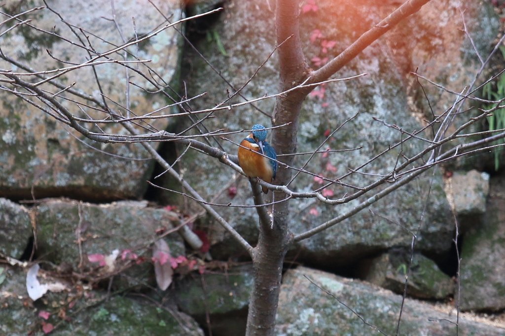11月28日 明石公園 11